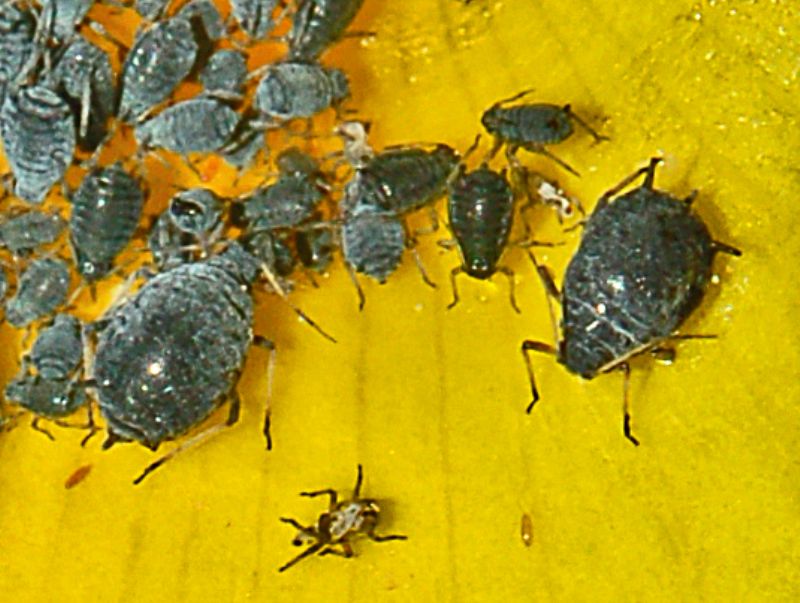 Afidi su fiori di ginestra: cf. Aphis genistae